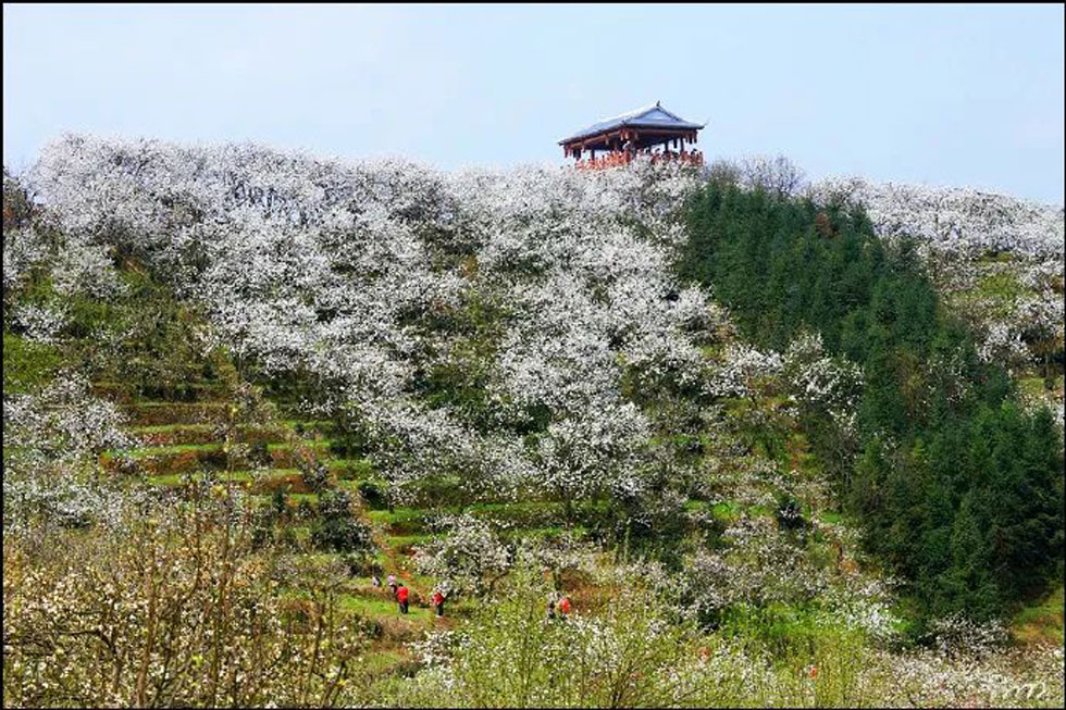 【春天，广西桂林灌阳县向您发出邀请！】我们在灌阳看梨花 - 游山玩水 - 温州生活社区 - 温州28生活网 wz.28life.net