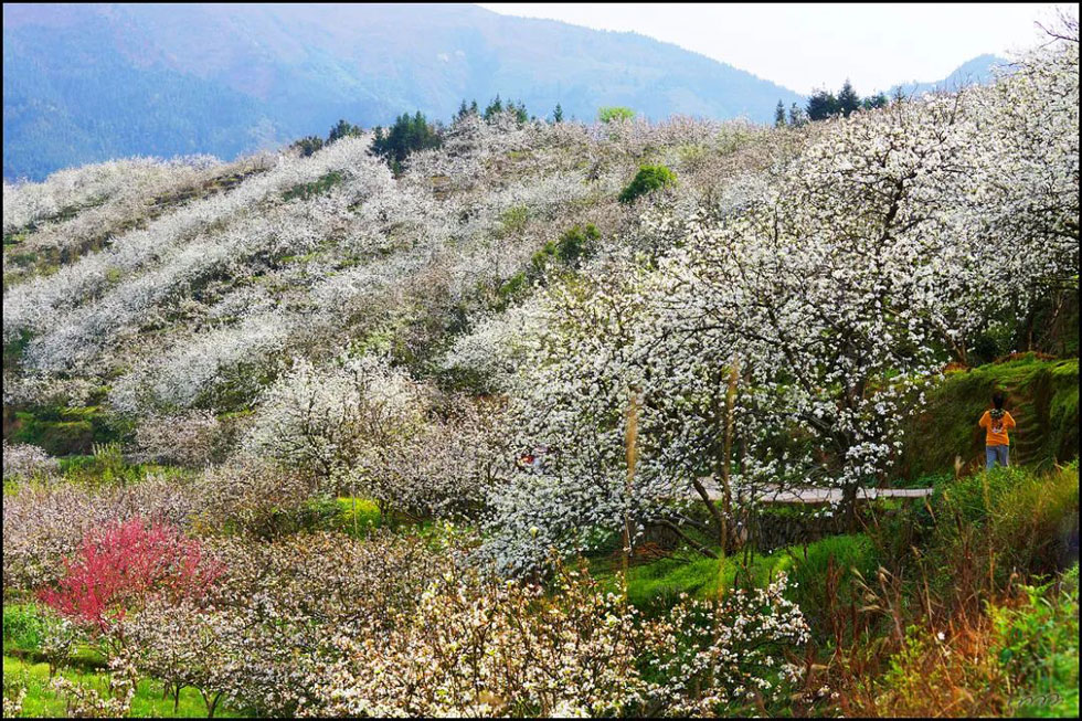 【春天，广西桂林灌阳县向您发出邀请！】我们在灌阳看梨花 - 游山玩水 - 温州生活社区 - 温州28生活网 wz.28life.net