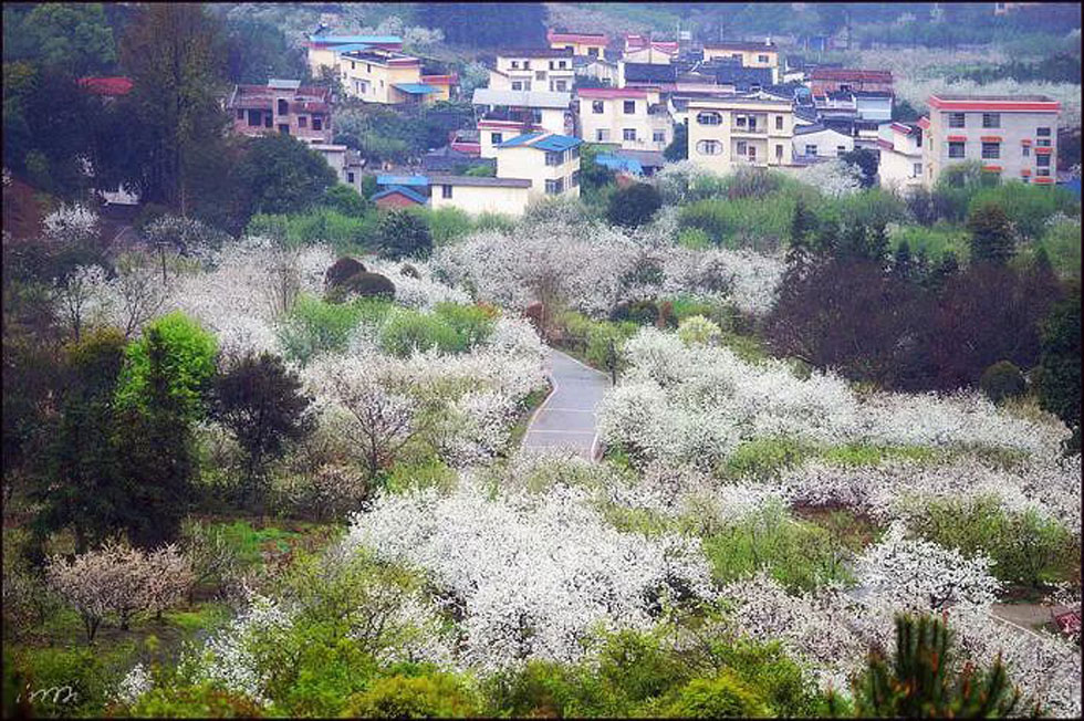 【春天，广西桂林灌阳县向您发出邀请！】我们在灌阳看梨花 - 游山玩水 - 温州生活社区 - 温州28生活网 wz.28life.net