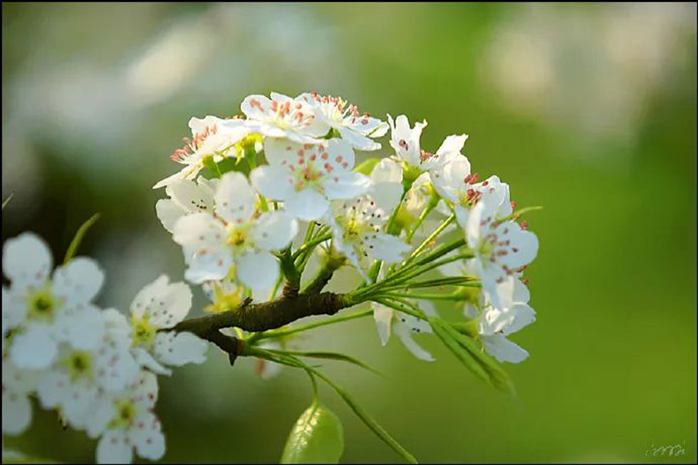【春天，广西桂林灌阳县向您发出邀请！】我们在灌阳看梨花 - 游山玩水 - 温州生活社区 - 温州28生活网 wz.28life.net