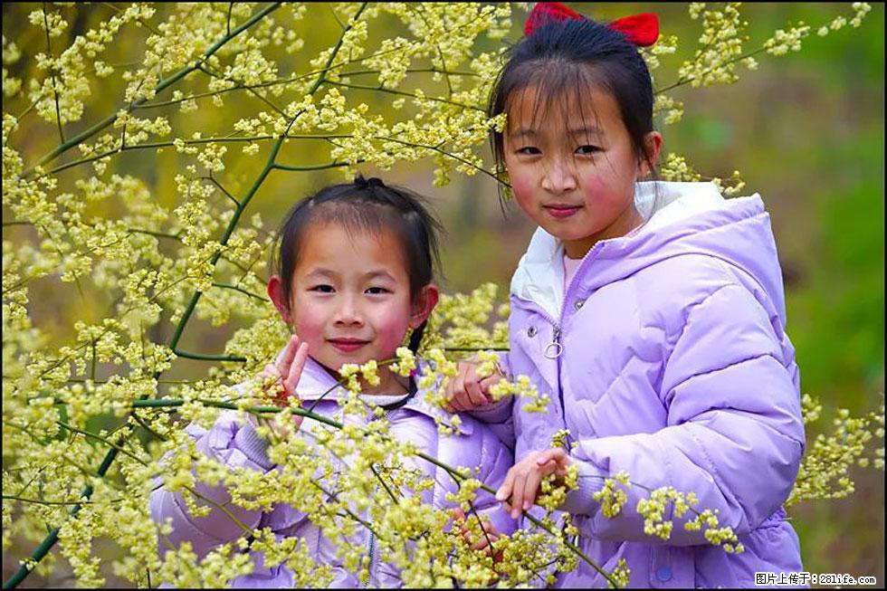 【春天，广西桂林灌阳县向您发出邀请！】米珠山前有片山苍子花在飘香 - 游山玩水 - 温州生活社区 - 温州28生活网 wz.28life.net