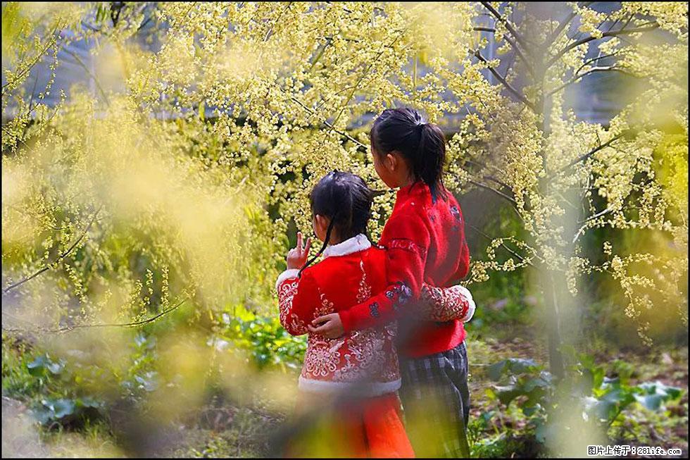 【春天，广西桂林灌阳县向您发出邀请！】米珠山前有片山苍子花在飘香 - 游山玩水 - 温州生活社区 - 温州28生活网 wz.28life.net