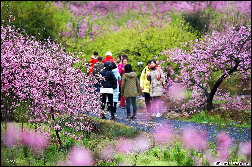 【春天，广西桂林灌阳县向您发出邀请！】官庄村有个醉美的桃花园 - 游山玩水 - 温州生活社区 - 温州28生活网 wz.28life.net