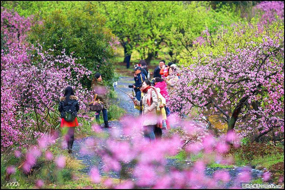 【春天，广西桂林灌阳县向您发出邀请！】官庄村有个醉美的桃花园 - 游山玩水 - 温州生活社区 - 温州28生活网 wz.28life.net