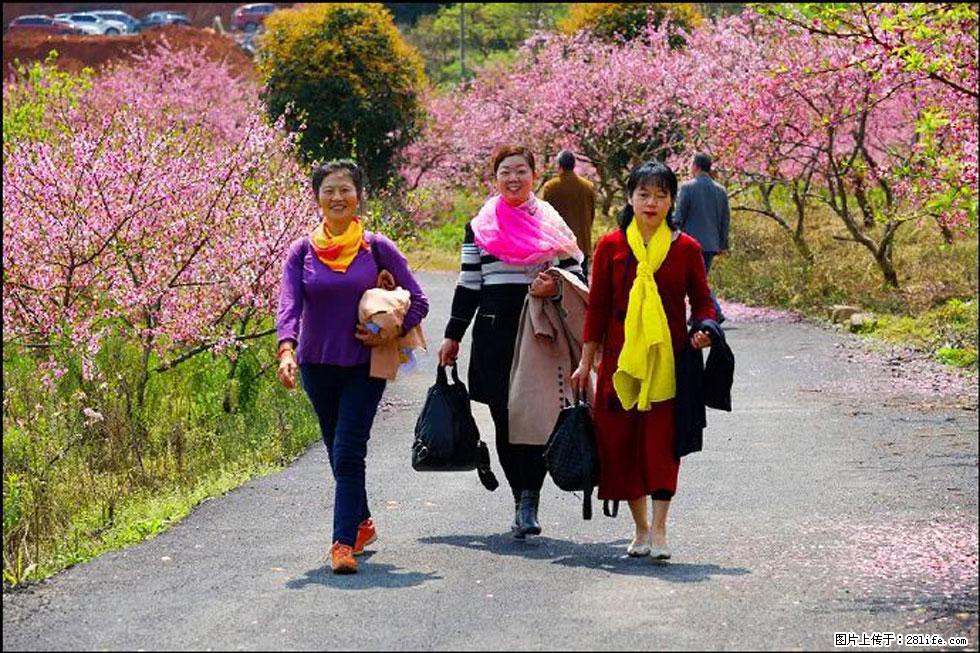 【春天，广西桂林灌阳县向您发出邀请！】官庄村有个醉美的桃花园 - 游山玩水 - 温州生活社区 - 温州28生活网 wz.28life.net