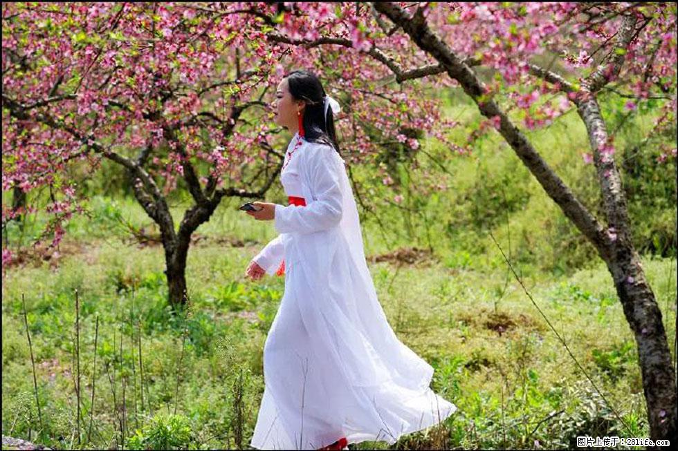 【春天，广西桂林灌阳县向您发出邀请！】官庄村有个醉美的桃花园 - 游山玩水 - 温州生活社区 - 温州28生活网 wz.28life.net