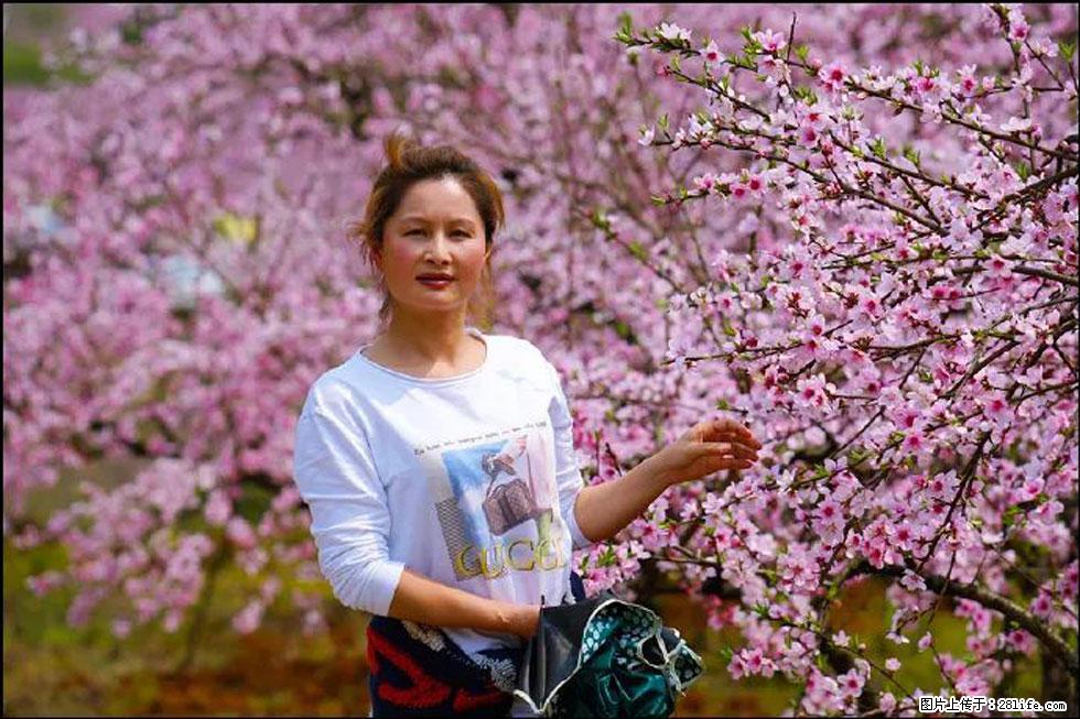 【春天，广西桂林灌阳县向您发出邀请！】官庄村有个醉美的桃花园 - 游山玩水 - 温州生活社区 - 温州28生活网 wz.28life.net