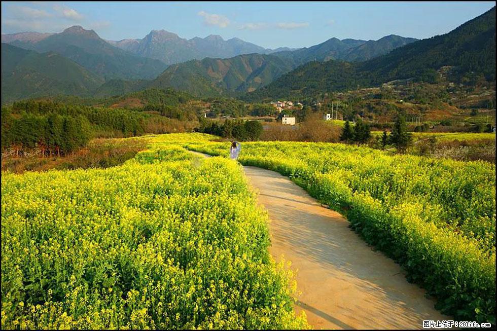 【春天，广西桂林灌阳县向您发出邀请！】长坪村油菜盛情花开 - 游山玩水 - 温州生活社区 - 温州28生活网 wz.28life.net