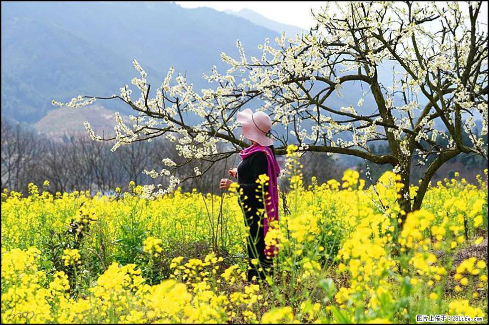 【春天，广西桂林灌阳县向您发出邀请！】长坪村油菜盛情花开 - 游山玩水 - 温州生活社区 - 温州28生活网 wz.28life.net