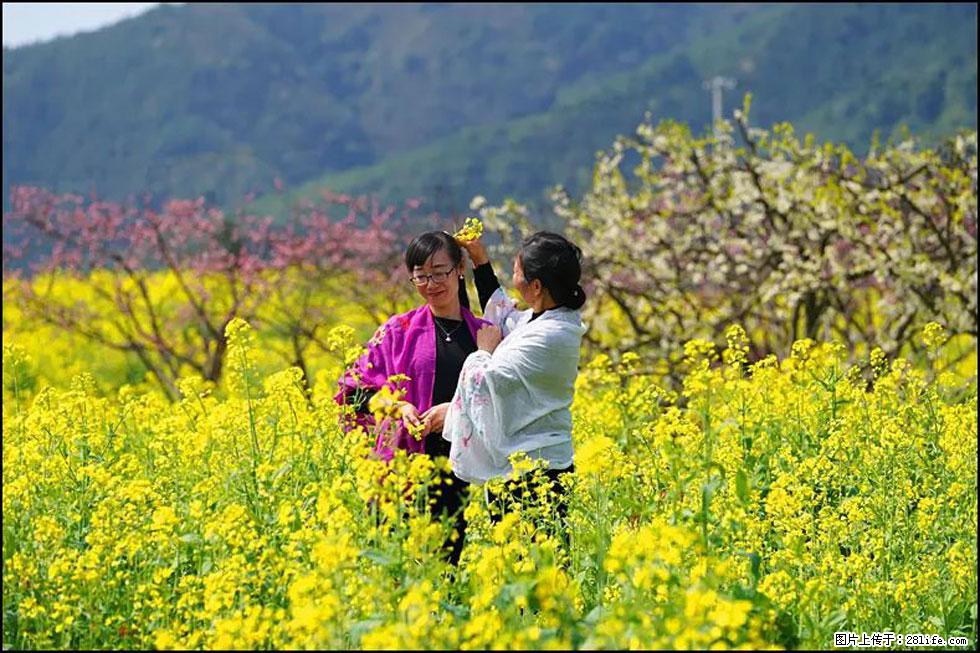 【春天，广西桂林灌阳县向您发出邀请！】长坪村油菜盛情花开 - 游山玩水 - 温州生活社区 - 温州28生活网 wz.28life.net