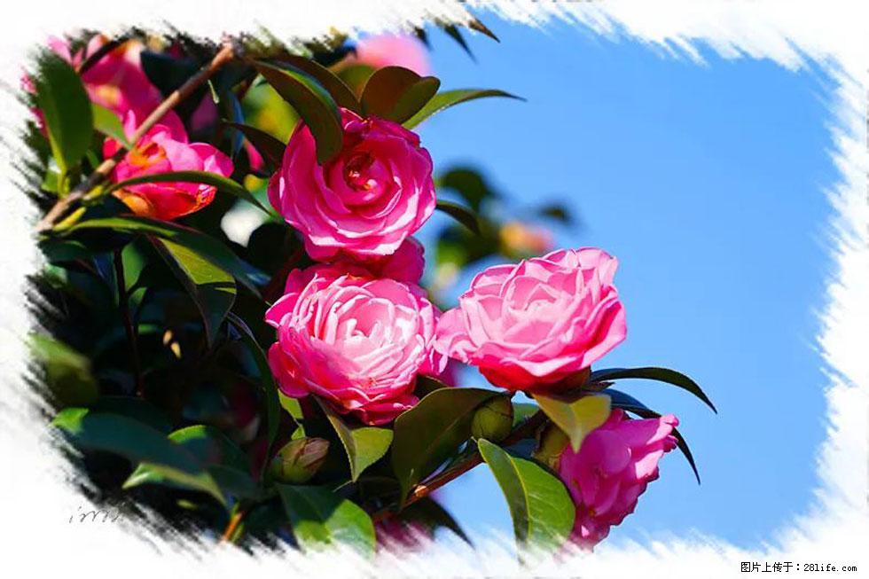 【春天，广西桂林灌阳县向您发出邀请！】杨柳井茶花惹人爱 - 游山玩水 - 温州生活社区 - 温州28生活网 wz.28life.net