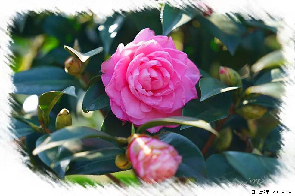【春天，广西桂林灌阳县向您发出邀请！】杨柳井茶花惹人爱 - 游山玩水 - 温州生活社区 - 温州28生活网 wz.28life.net
