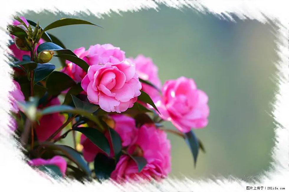 【春天，广西桂林灌阳县向您发出邀请！】杨柳井茶花惹人爱 - 游山玩水 - 温州生活社区 - 温州28生活网 wz.28life.net