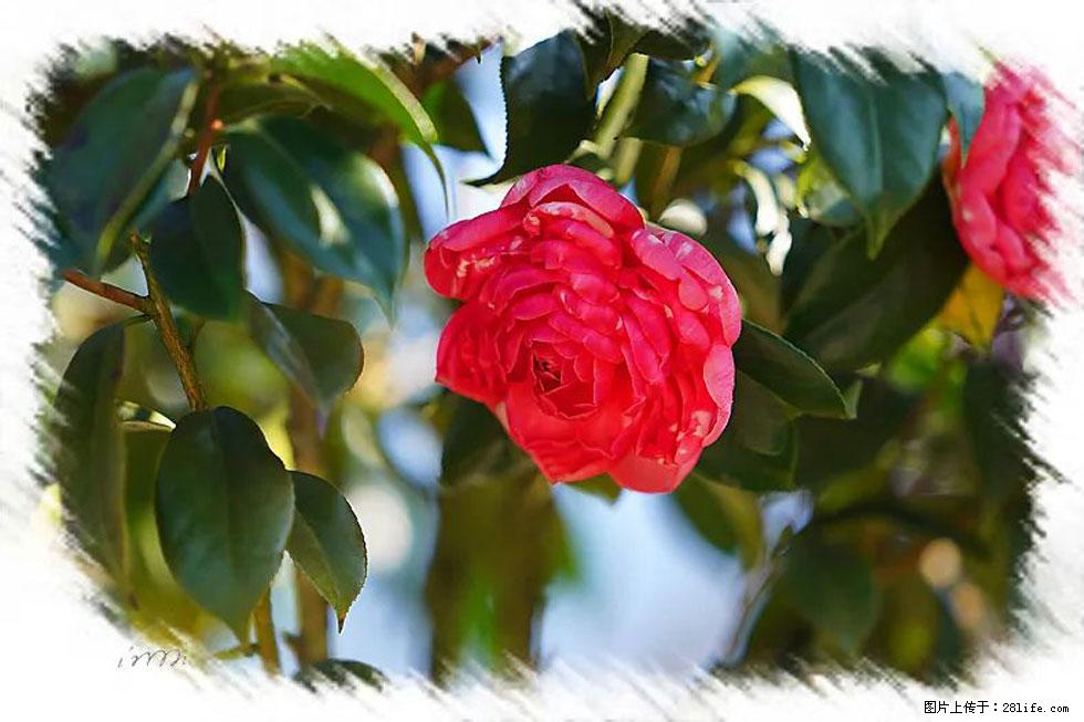 【春天，广西桂林灌阳县向您发出邀请！】杨柳井茶花惹人爱 - 游山玩水 - 温州生活社区 - 温州28生活网 wz.28life.net