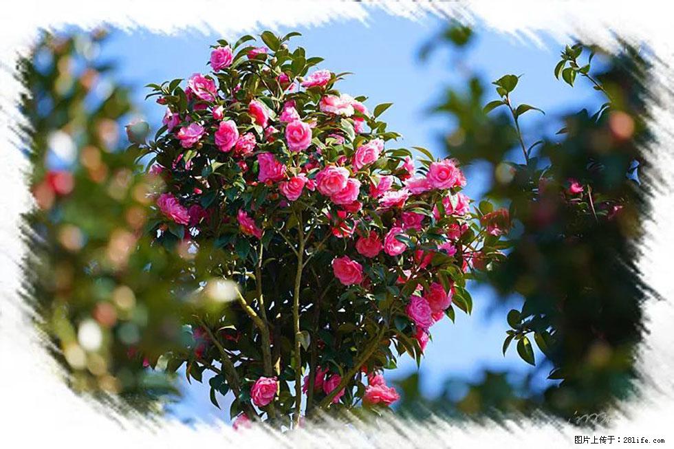 【春天，广西桂林灌阳县向您发出邀请！】杨柳井茶花惹人爱 - 游山玩水 - 温州生活社区 - 温州28生活网 wz.28life.net