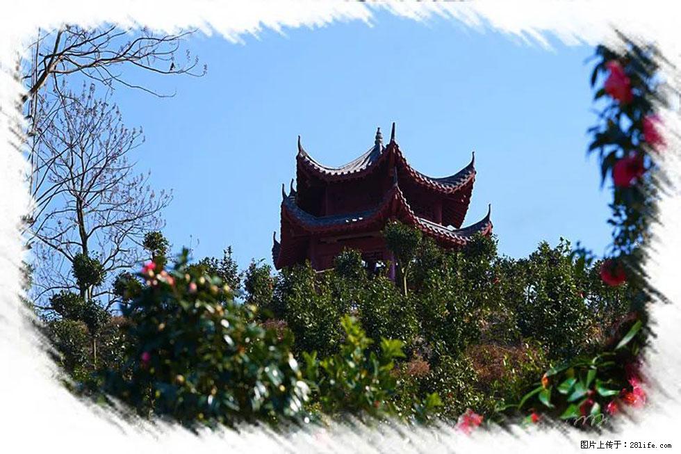 【春天，广西桂林灌阳县向您发出邀请！】杨柳井茶花惹人爱 - 游山玩水 - 温州生活社区 - 温州28生活网 wz.28life.net