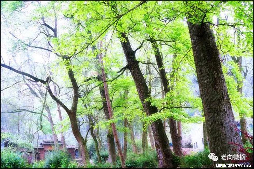 【春天，广西桂林灌阳县向您发出邀请！】在小龙村与春天约会 - 游山玩水 - 温州生活社区 - 温州28生活网 wz.28life.net