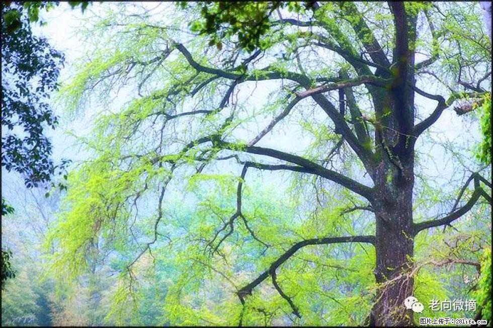【春天，广西桂林灌阳县向您发出邀请！】在小龙村与春天约会 - 游山玩水 - 温州生活社区 - 温州28生活网 wz.28life.net