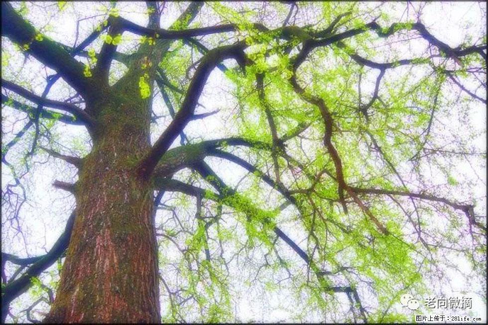 【春天，广西桂林灌阳县向您发出邀请！】在小龙村与春天约会 - 游山玩水 - 温州生活社区 - 温州28生活网 wz.28life.net