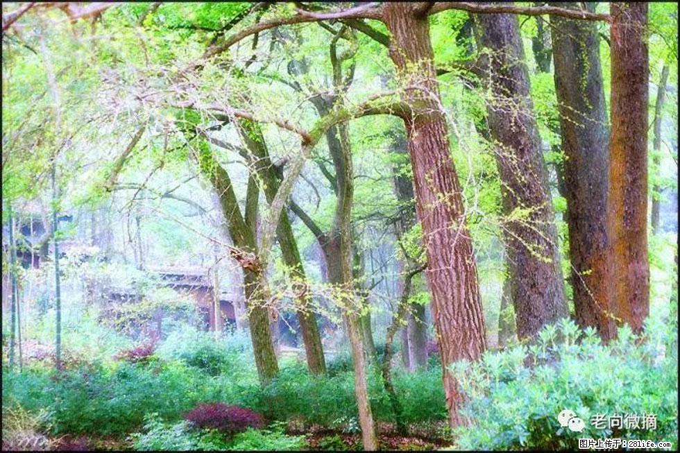 【春天，广西桂林灌阳县向您发出邀请！】在小龙村与春天约会 - 游山玩水 - 温州生活社区 - 温州28生活网 wz.28life.net