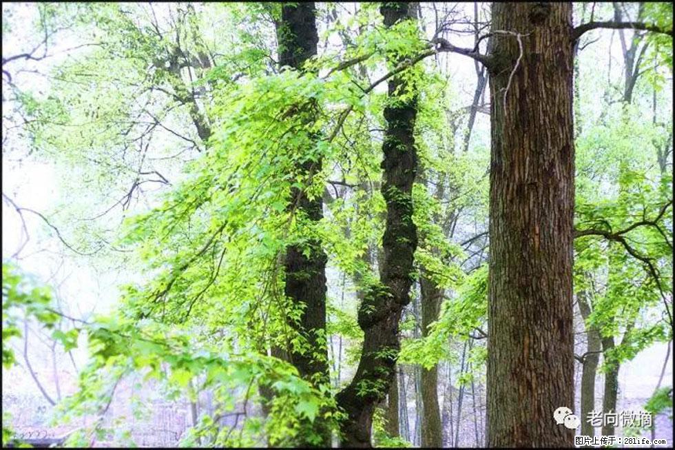 【春天，广西桂林灌阳县向您发出邀请！】在小龙村与春天约会 - 游山玩水 - 温州生活社区 - 温州28生活网 wz.28life.net