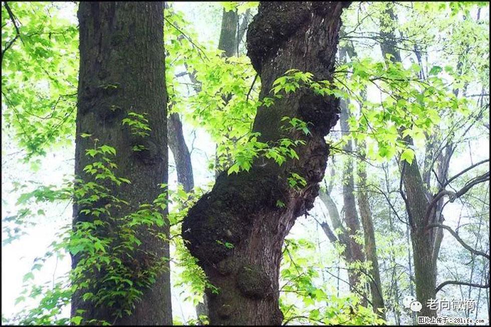 【春天，广西桂林灌阳县向您发出邀请！】在小龙村与春天约会 - 游山玩水 - 温州生活社区 - 温州28生活网 wz.28life.net