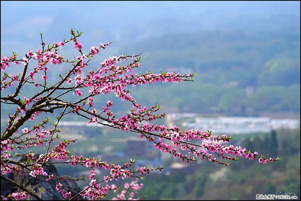 【春天，广西桂林灌阳县向您发出邀请！】望月岭上桃花开 - 游山玩水 - 温州生活社区 - 温州28生活网 wz.28life.net