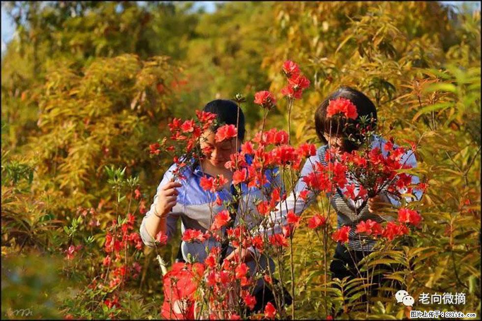 【春天，广西桂林灌阳县向您发出邀请！】登麒麟山，相约映山红 - 游山玩水 - 温州生活社区 - 温州28生活网 wz.28life.net