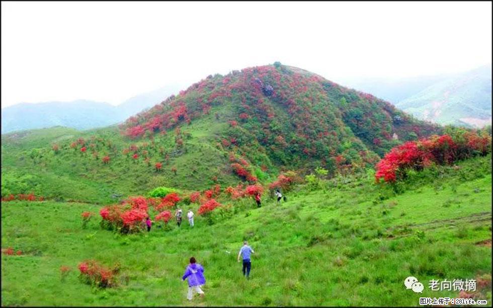 【春天，广西桂林灌阳县向您发出邀请！】宝盖山上映山红 - 游山玩水 - 温州生活社区 - 温州28生活网 wz.28life.net