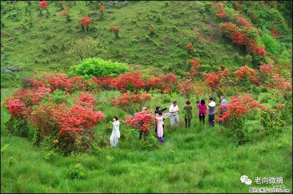 【春天，广西桂林灌阳县向您发出邀请！】宝盖山上映山红 - 游山玩水 - 温州生活社区 - 温州28生活网 wz.28life.net