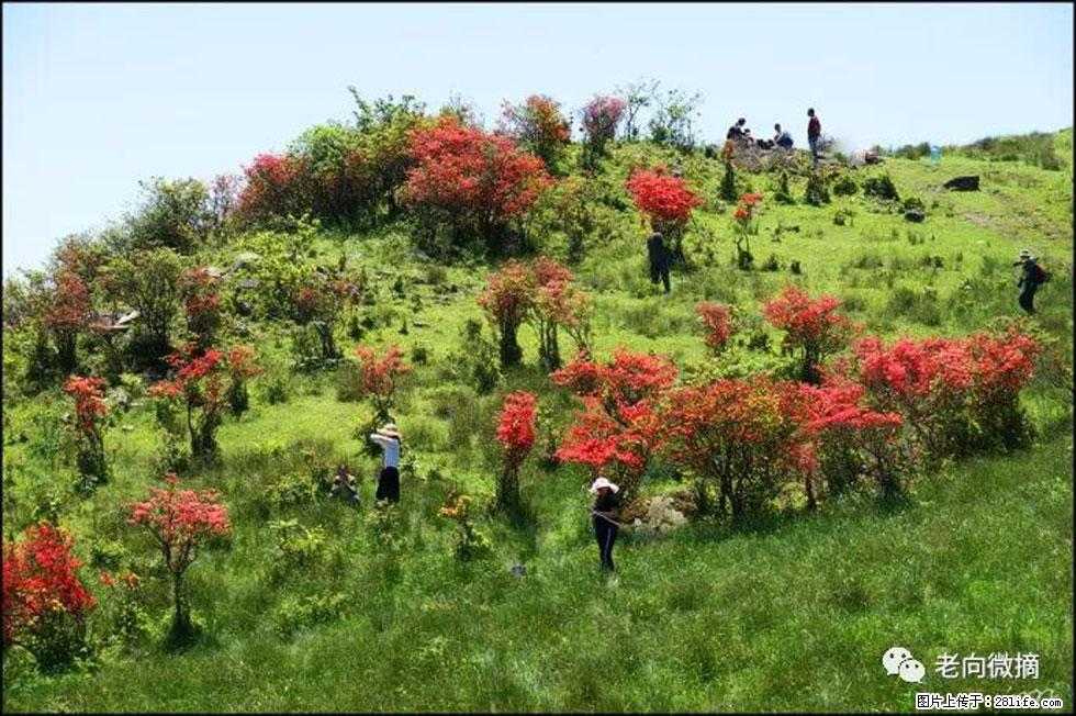 【春天，广西桂林灌阳县向您发出邀请！】宝盖山上映山红 - 游山玩水 - 温州生活社区 - 温州28生活网 wz.28life.net
