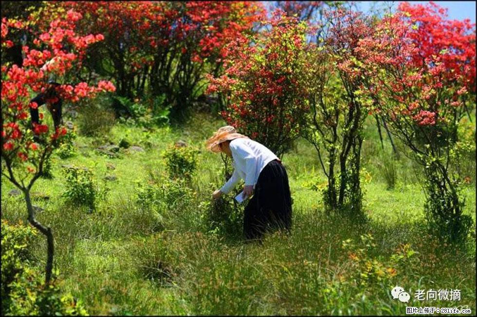 【春天，广西桂林灌阳县向您发出邀请！】宝盖山上映山红 - 游山玩水 - 温州生活社区 - 温州28生活网 wz.28life.net