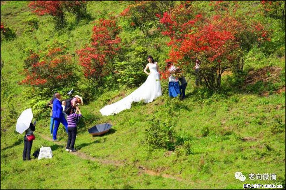 【春天，广西桂林灌阳县向您发出邀请！】宝盖山上映山红 - 游山玩水 - 温州生活社区 - 温州28生活网 wz.28life.net