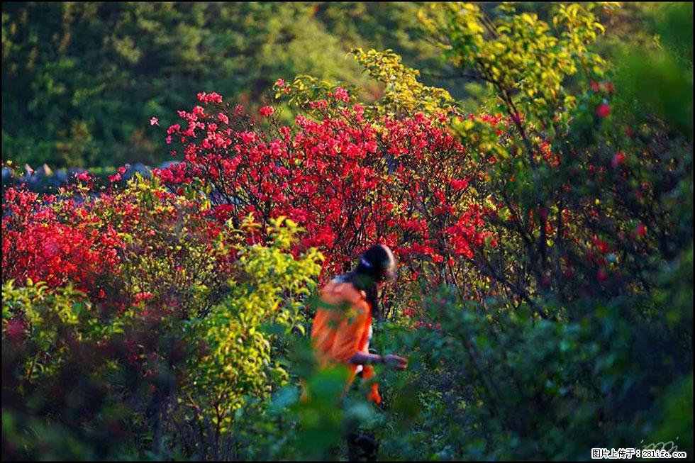 【春天，广西桂林灌阳县向您发出邀请！】春木界上映山红 - 游山玩水 - 温州生活社区 - 温州28生活网 wz.28life.net