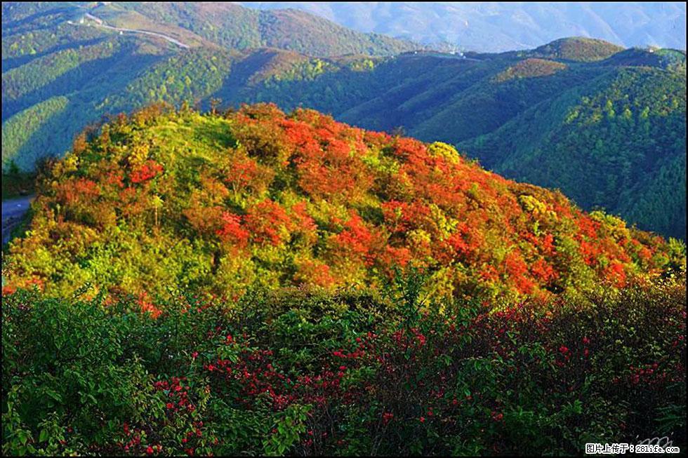 【春天，广西桂林灌阳县向您发出邀请！】春木界上映山红 - 游山玩水 - 温州生活社区 - 温州28生活网 wz.28life.net