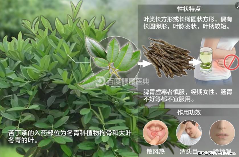 苦丁茶有哪些功效和作用 - 生活百科 - 温州生活社区 - 温州28生活网 wz.28life.net