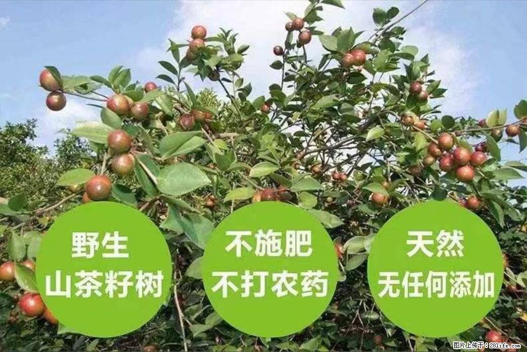 【灌阳县油茶产业示范区】一个有着充实的精神生活的人，对待身外之物自会有一种淡泊的态度 - 美食天地 - 温州生活社区 - 温州28生活网 wz.28life.net