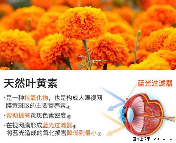 叶黄素有什么功效和作用 - 生活百科 - 温州生活社区 - 温州28生活网 wz.28life.net