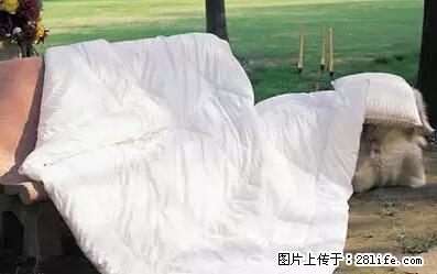 被子有异味？只要这样做，比晒太阳还强100倍！ - 家居生活 - 温州生活社区 - 温州28生活网 wz.28life.net