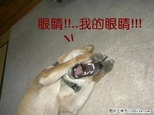 笑癫了！一女的怀孕三年未生，他终于忍不住了... - 娱乐八卦 - 温州生活社区 - 温州28生活网 wz.28life.net