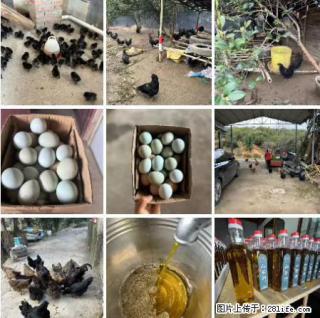油茶园从小鸡仔开始养起的纯土鸡、土鸡蛋可以预定啦！还有前几天刚榨的纯山茶油哦 - 温州28生活网 wz.28life.net