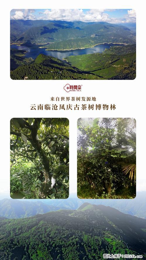 时间果百年古树2025年春红茶 - 购物交流 - 温州生活社区 - 温州28生活网 wz.28life.net