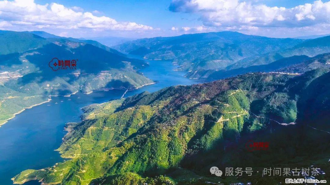 时间果百年古树龙珠普洱生茶 - 购物交流 - 温州生活社区 - 温州28生活网 wz.28life.net