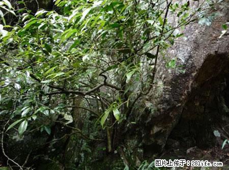 平乐石崖茶，珍贵仅次于金花茶 - 温州生活资讯 - 温州28生活网 wz.28life.net