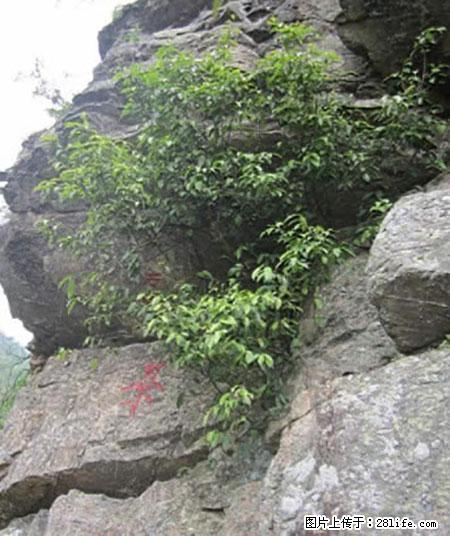 平乐石崖茶，珍贵仅次于金花茶 - 温州生活资讯 - 温州28生活网 wz.28life.net