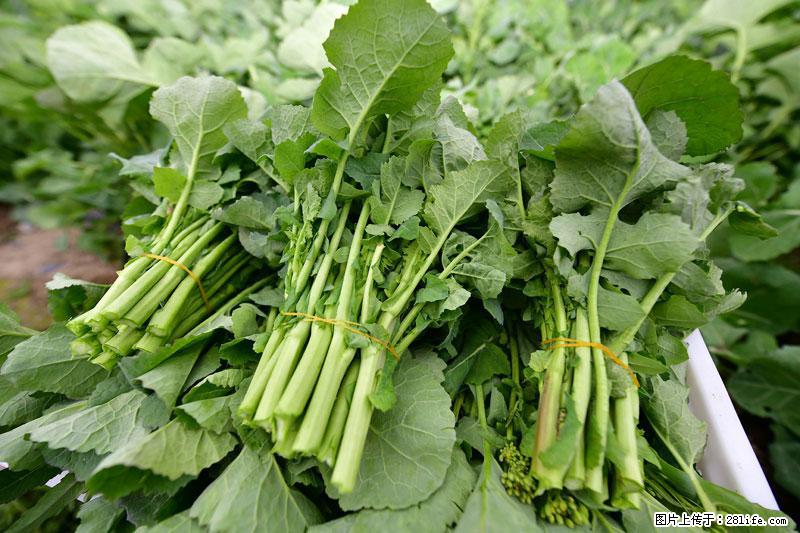 这些蔬菜是“天然钙片”，这6种被医生重点推荐 - 温州生活资讯 - 温州28生活网 wz.28life.net